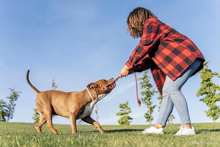 狗狗和人一起生活真的能听懂人话吗实验告诉你真相