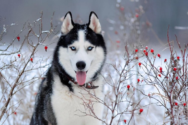 盘点狗界中最耐冻的几种狗松狮犬是个大人物