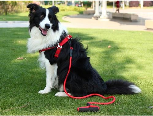 边境牧羊犬智商那么高为什么还是那么少人养呢