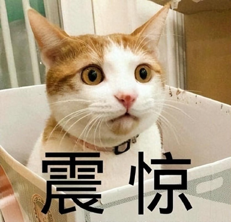 同样是猫纯种和串串区别这么大网友：不可思议！