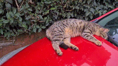 为什么狸花猫的弃养率这么高网友：养过一次就怕了