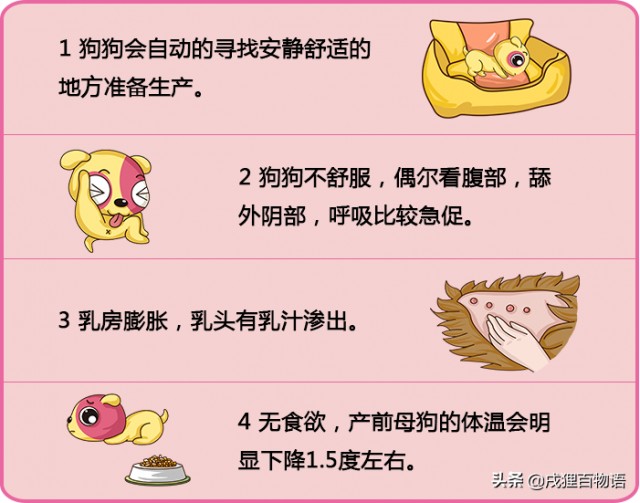 狗要生小崽了，主人该怎么准备？