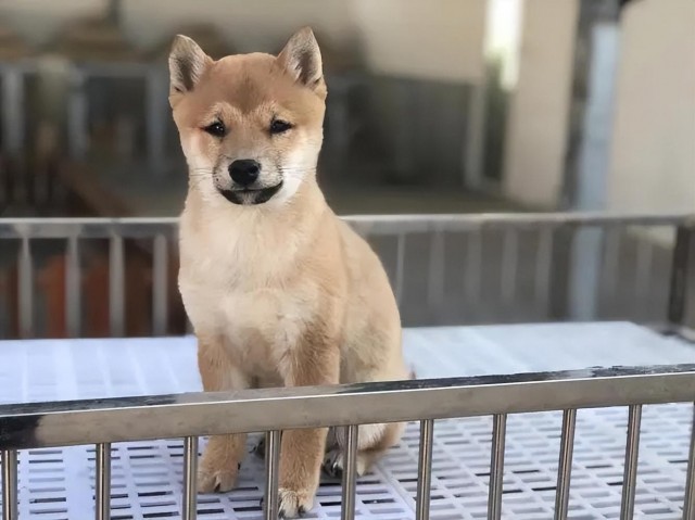 怎么挑选狗狗幼犬狗狗幼犬怎么养