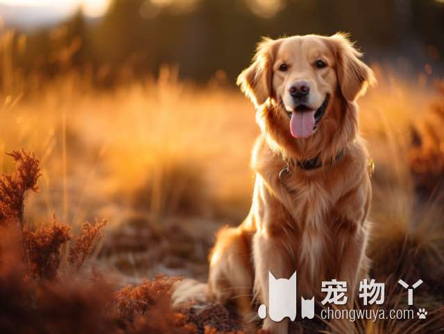 金毛是哪个国家的犬？