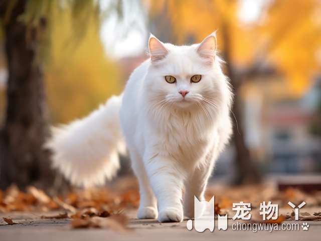 福气猫萌猫出售，一元钱就能打疫苗?